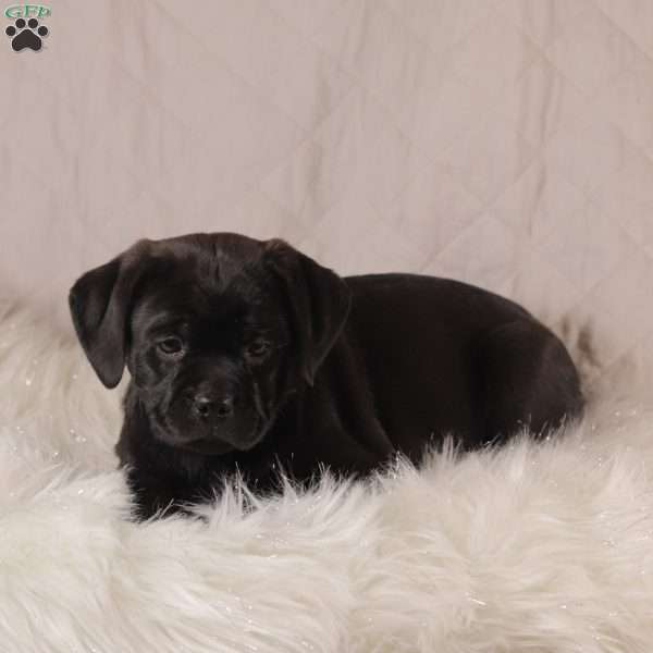 Lela, Pug Mix Puppy