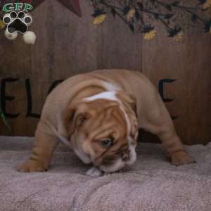 Jade, English Bulldog Puppy