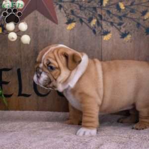 Jade, English Bulldog Puppy