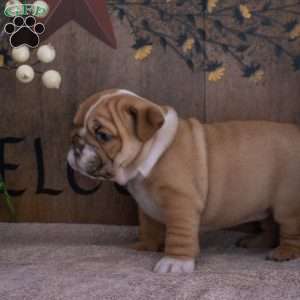 Jade, English Bulldog Puppy