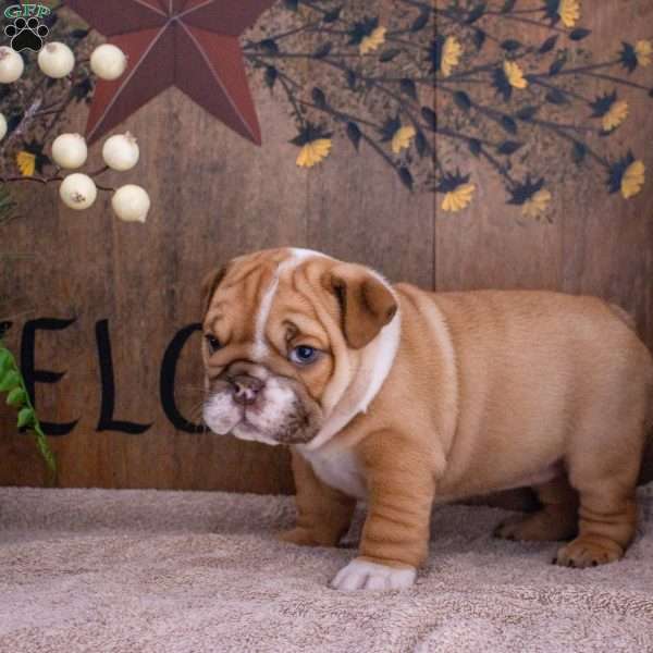 Jade, English Bulldog Puppy