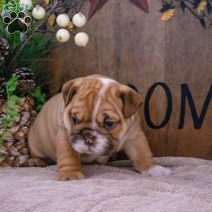 Jade, English Bulldog Puppy
