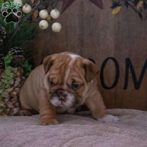 Jade, English Bulldog Puppy