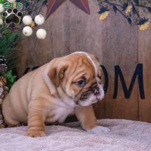 Jade, English Bulldog Puppy