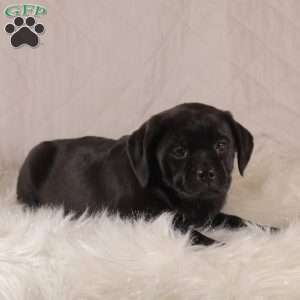 Lela, Pug Mix Puppy