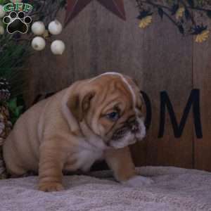 Jade, English Bulldog Puppy