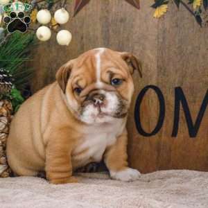 Jade, English Bulldog Puppy