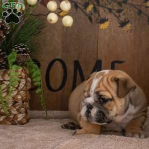 Jana, English Bulldog Puppy
