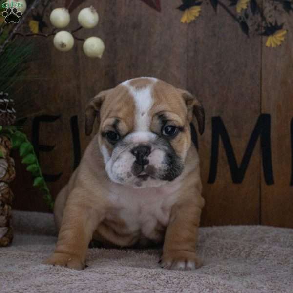 Jana, English Bulldog Puppy