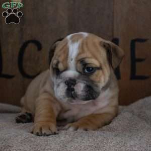 Jana, English Bulldog Puppy