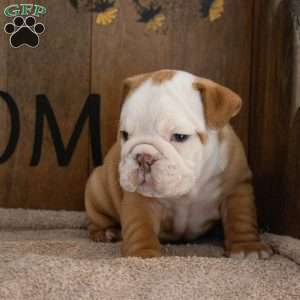 Julie, English Bulldog Puppy
