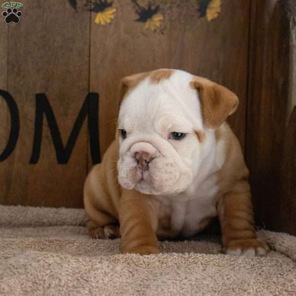 Julie, English Bulldog Puppy
