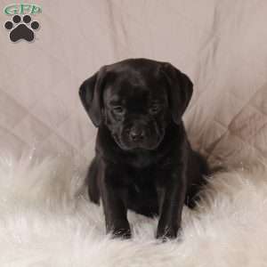 Lela, Pug Mix Puppy