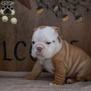 Julie, English Bulldog Puppy
