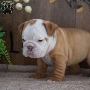Julie, English Bulldog Puppy