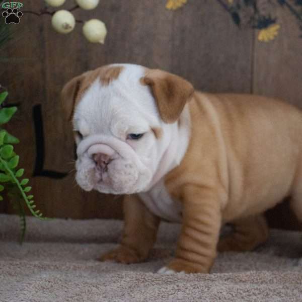 Julie, English Bulldog Puppy