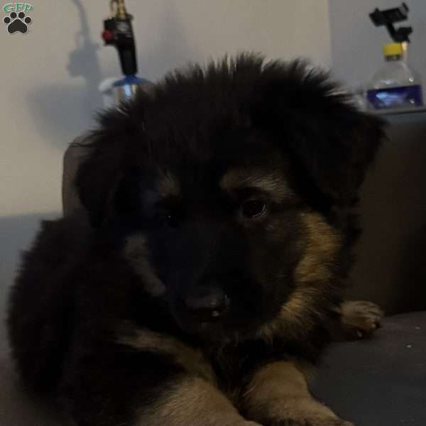 Raven, German Shepherd Puppy