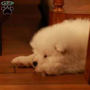 Snowball, Samoyed Puppy