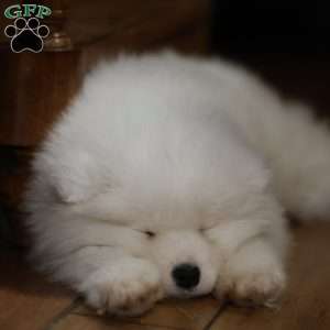 Snowball, Samoyed Puppy