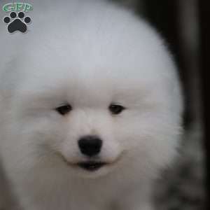 Snowball, Samoyed Puppy