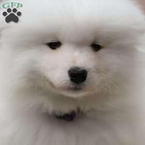 Snowball, Samoyed Puppy