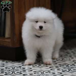 Snowball, Samoyed Puppy