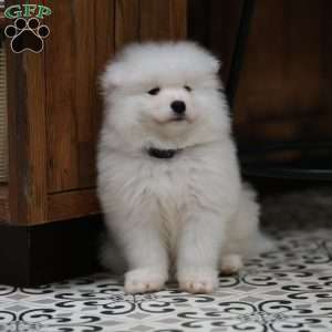 Snowball, Samoyed Puppy