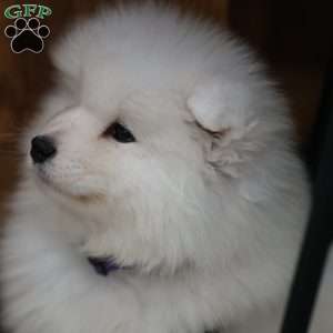 Snowball, Samoyed Puppy