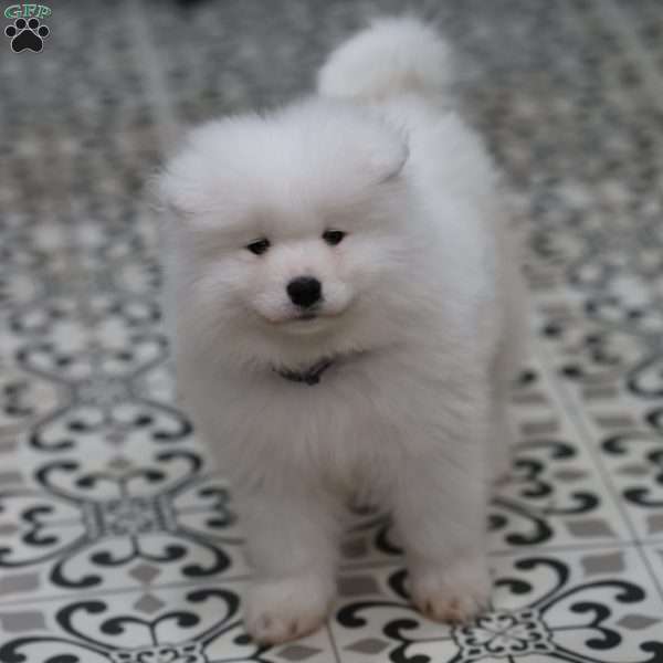 Snowball, Samoyed Puppy