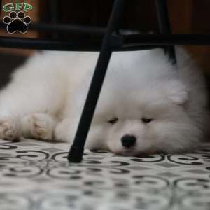Snowball, Samoyed Puppy
