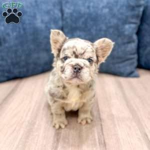 Callie, French Bulldog Puppy