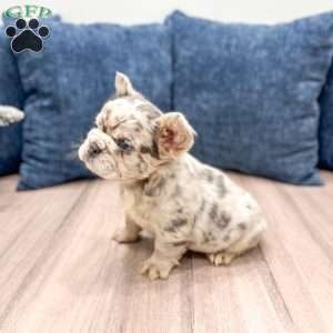 Callie, French Bulldog Puppy