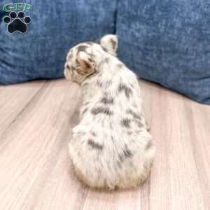 Callie, French Bulldog Puppy