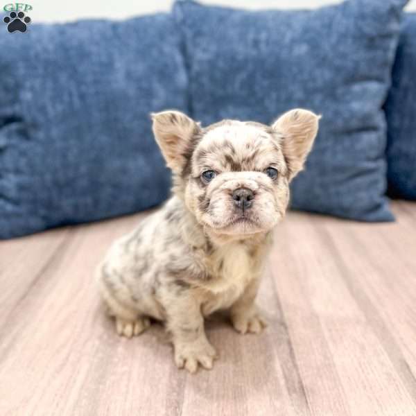 Callie, French Bulldog Puppy