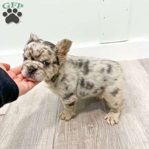 Callie, French Bulldog Puppy