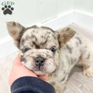 Callie, French Bulldog Puppy