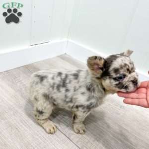 Callie, French Bulldog Puppy