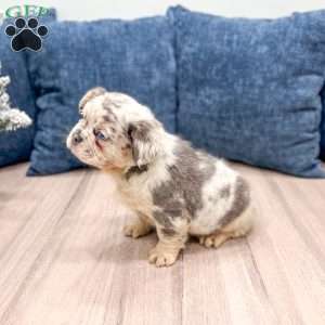 Stella, French Bulldog Puppy