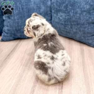 Stella, French Bulldog Puppy