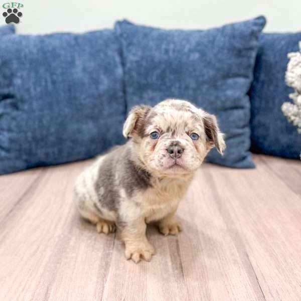 Stella, French Bulldog Puppy