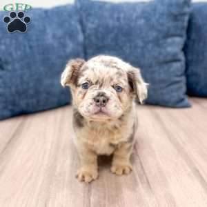 Stella, French Bulldog Puppy