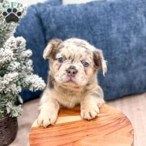 Stella, French Bulldog Puppy
