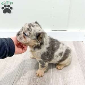 Stella, French Bulldog Puppy