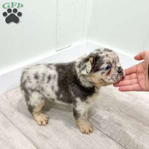 Stella, French Bulldog Puppy