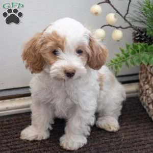 Smartie, Maltipoo Puppy