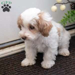 Smartie, Maltipoo Puppy