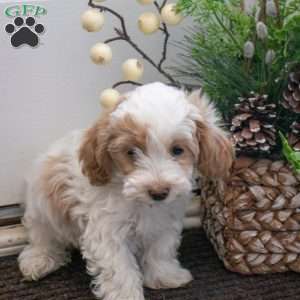 Smartie, Maltipoo Puppy