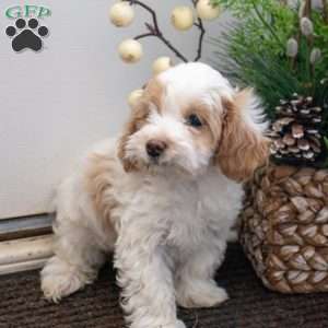 Smartie, Maltipoo Puppy