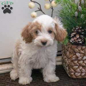 Smartie, Maltipoo Puppy