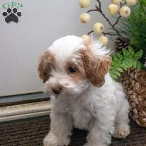 Smartie, Maltipoo Puppy